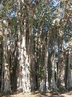 ... und die riesigen uralten Bäume 