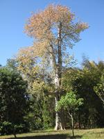 Im Botanischen Garten ganz in derNähe von Cienfuegos