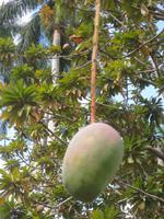 Mangofrucht