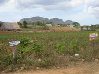 kleine Wanderung im Vinales-Tal