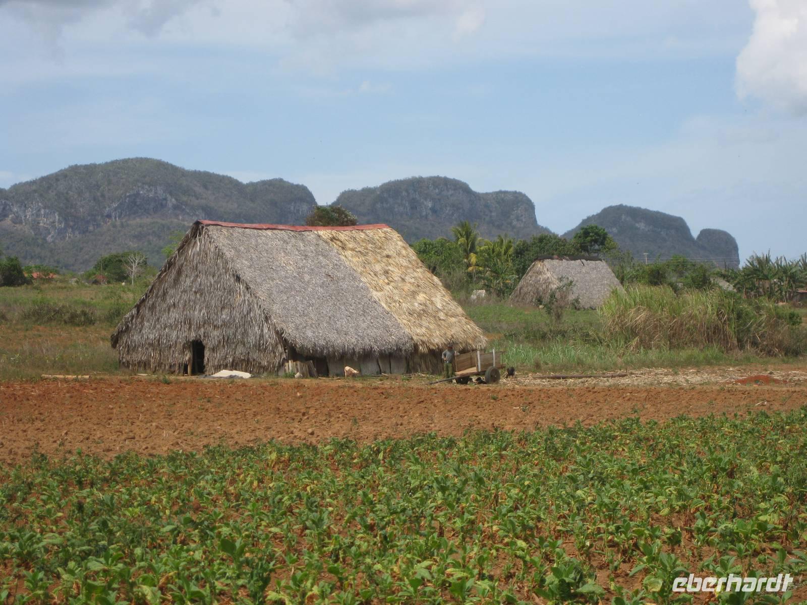 Da drinnen werden die Tabakblätter getrocknet