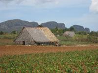 Da drinnen werden die Tabakblätter getrocknet