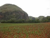 Die Mogotes (Bucklige Karstfelsen) im Vinales-Tal