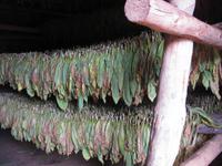 Die Tabakblätter trocknen