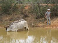 Die Ochsen haben Durst