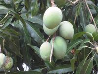 ... und noch einmal Mangos