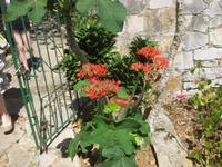 Im Orchideengarten von Soroa