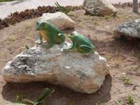 ... kubanische Frösche