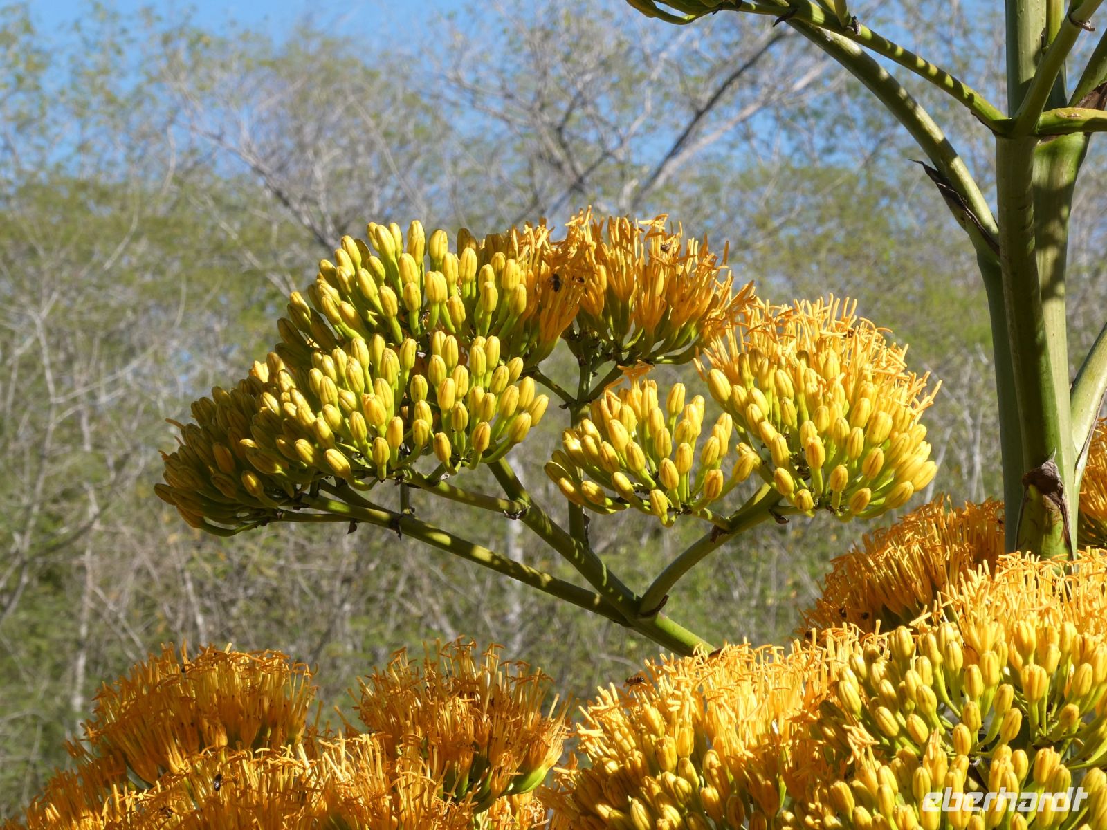 Agavenblüte