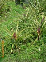 Ananas Pflanze