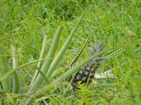 Ananasplantage