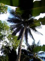 Bananen und Palmen