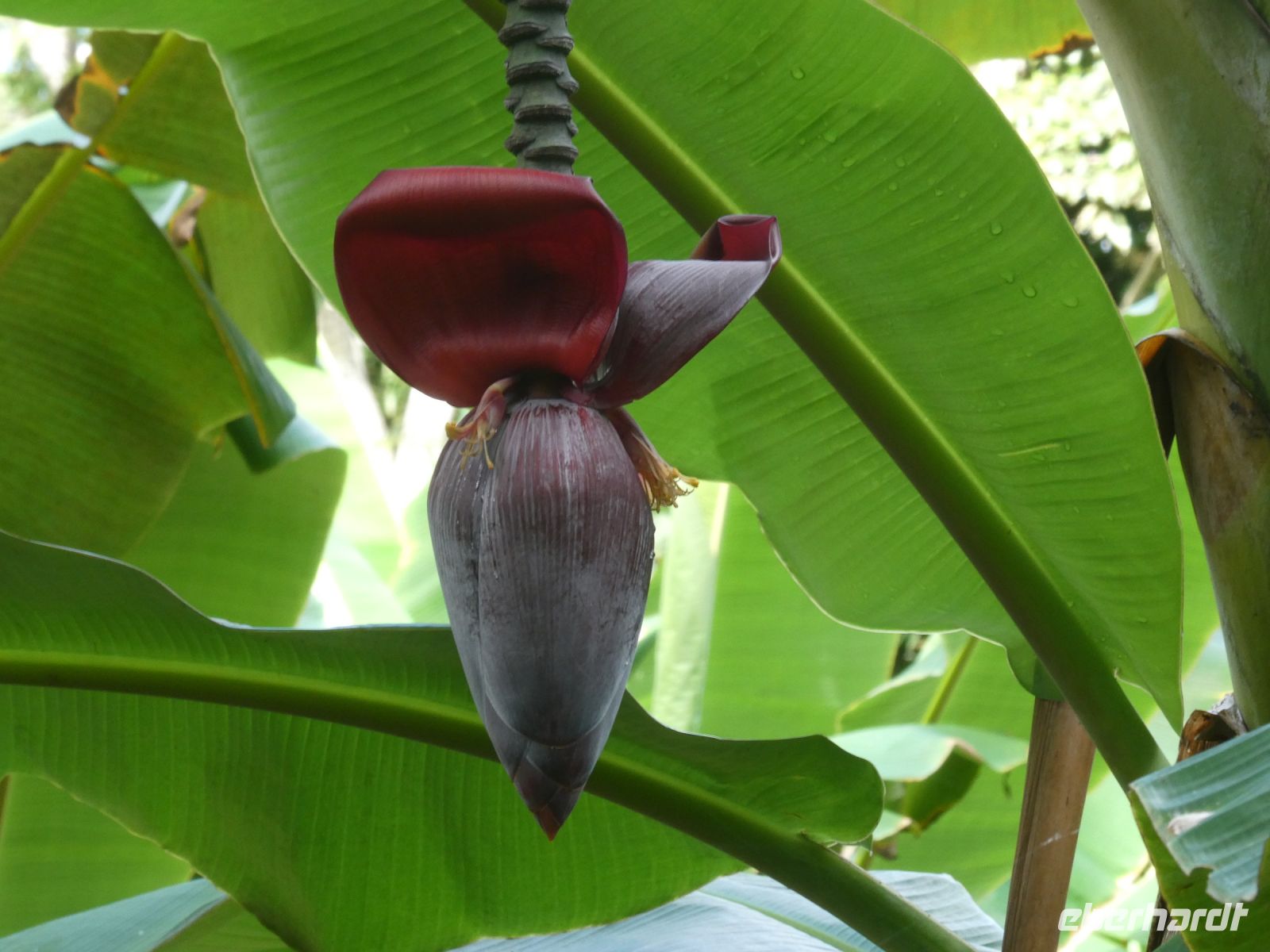 Bananenblüte