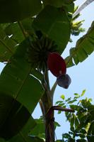 Bananenblüte