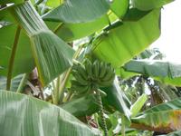 Bananenstaute