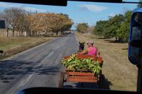 Bananentransport 