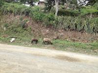 Baracoa