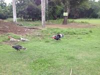 Baracoa