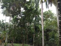 Baracoa