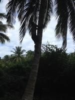 Baracoa