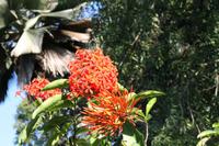 Botanischer Garten - Cienfuegos