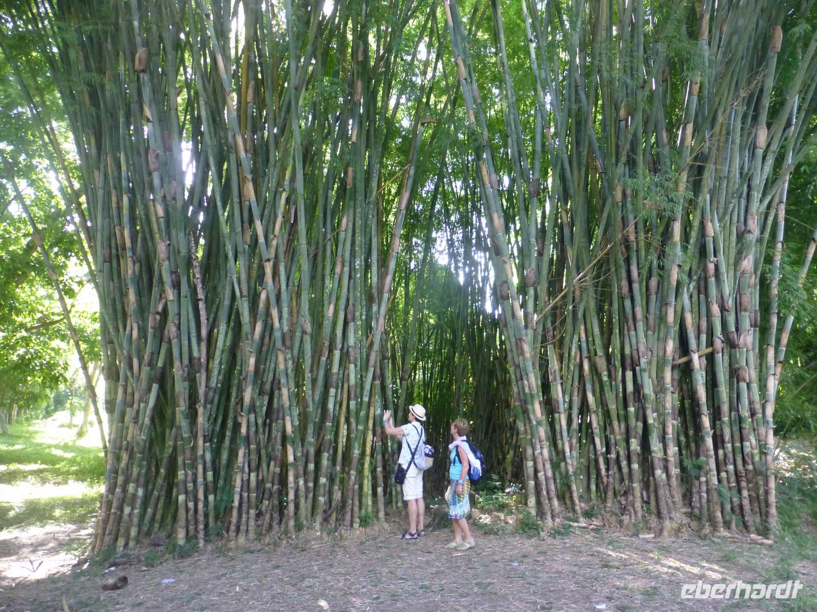 Botanischer Garten