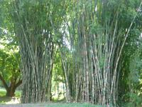 Botanischer Garten