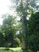 Botanischer Garten