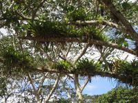 Bromelien 