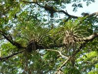 Bromelien