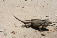 Cayo Macho