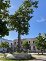 Ceiba-Baum