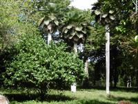 Cienfuegos