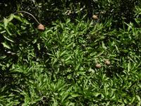 Cienfuegos