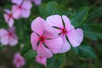 Cienfuegos_Garten