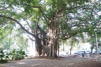 Ficus 