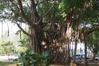 Ficus