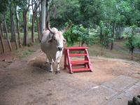 Finca 