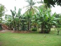 Finca 