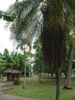 Finca 