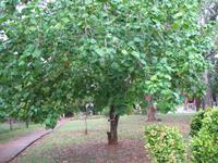 Finca 
