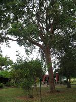 Finca 
