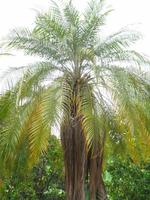 Finca 