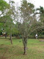 Finca 
