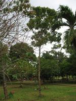 Finca 