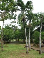 Finca 