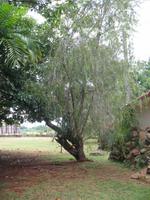 Finca 