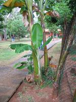 Finca 