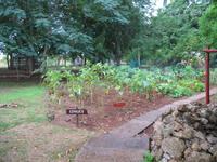 Finca 