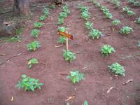 Finca 